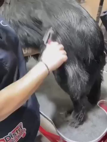 Elimina el subpelo y desenreda los nudos